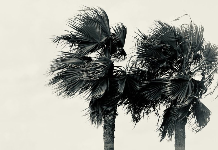 The Art of Storm Preparedness: Safeguarding Collections in Hurricane Country